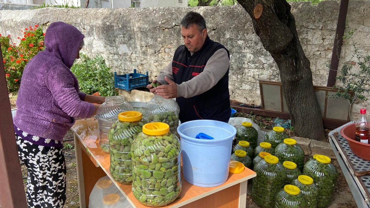 Muğla'da turşusu yapılan Datça çağla bademi yurt dışına ihraç ediliyor