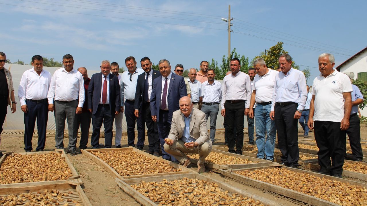 TZOB Başkanı Bayraktar, Aydın’da incir hasadına katıldı