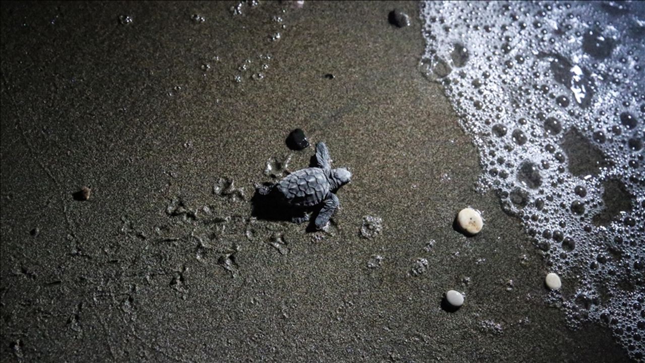 Kaplumbağaların Akdeniz ile buluştuğu kumsalda hedef 2 bin 500 yavru çıkışı