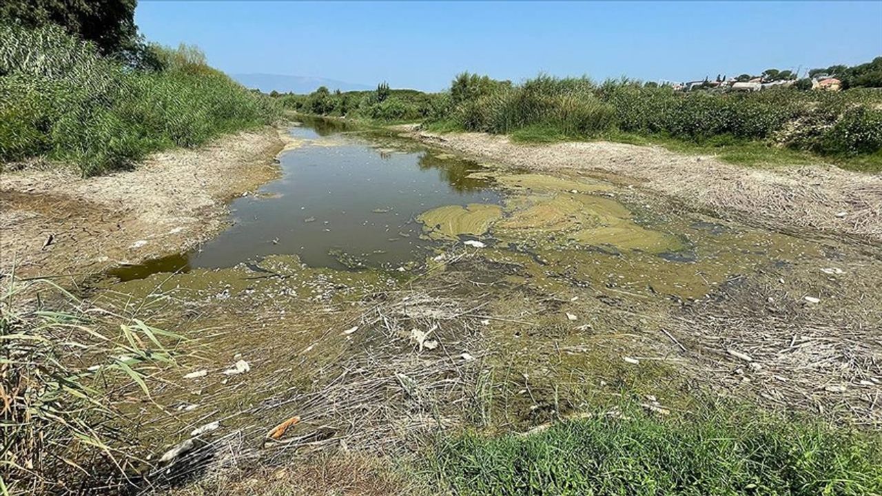 Menderes Nehrindeki balık ölümleriyle ilgili inceleme başlatıldı