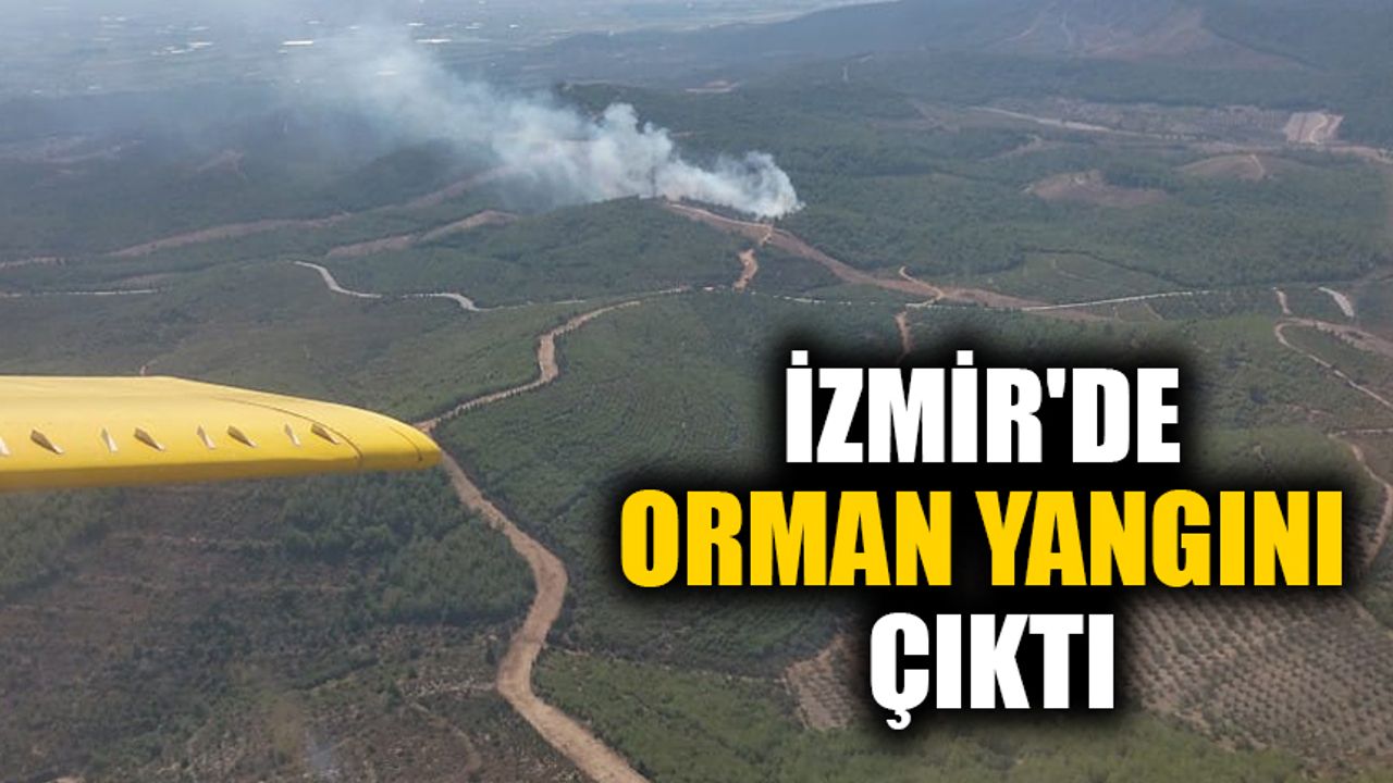 İzmir Torbalı'da orman yangını çıktı