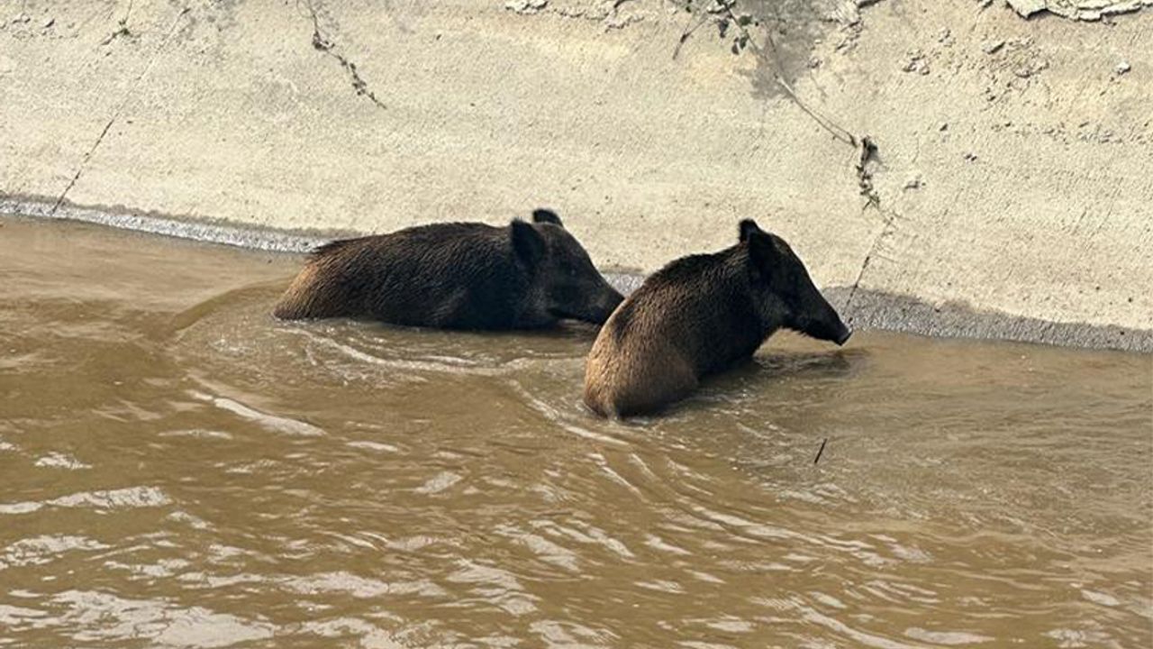 Aydın'da sulama kanalına düşen 2 yaban domuzu kurtarıldı