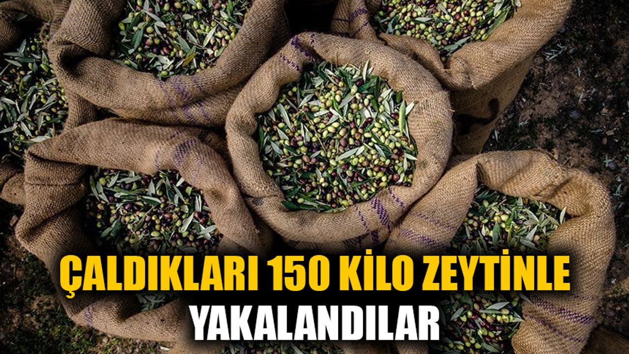 Aydın’da çaldıkları 150 kilo zeytinle yakalandılar