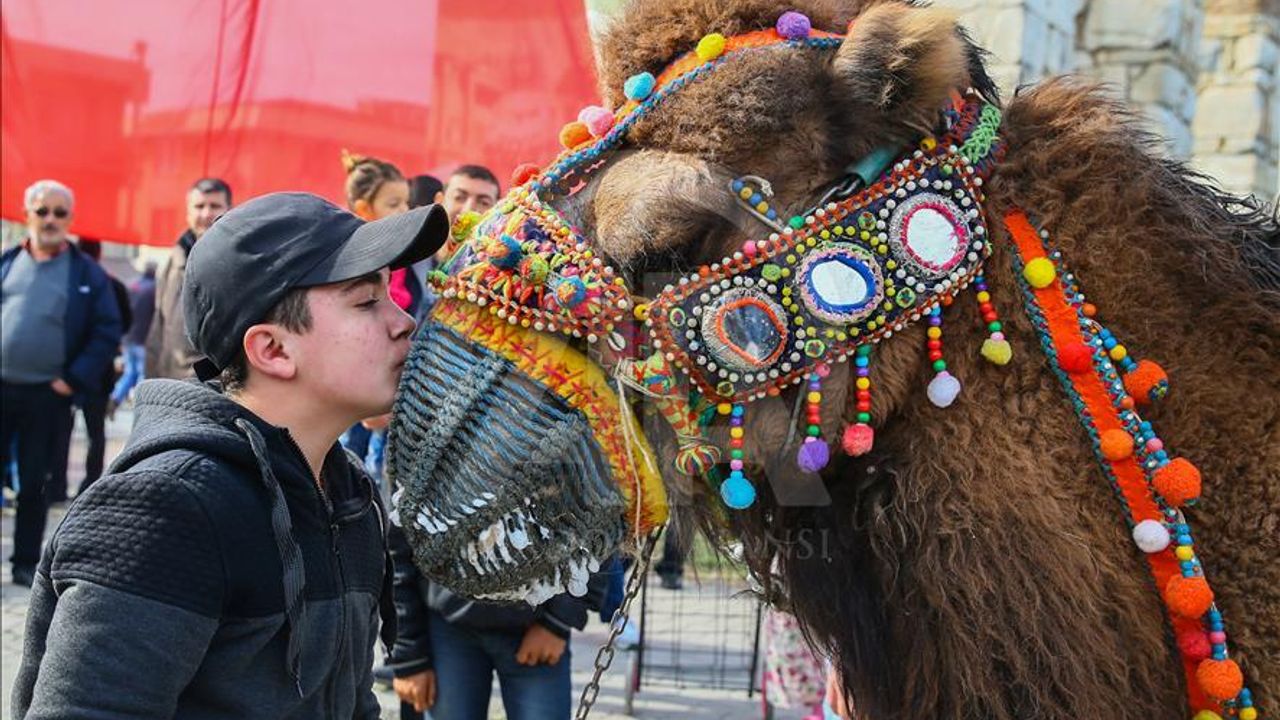 Uluslararası Efes Selçuk Deve Güreşleri Festivali, en süslü deve yarışmasıyla başladı