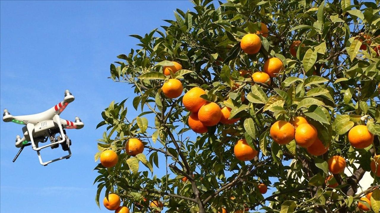 Tarladaki meyvelerin gelişimini yapay zeka desteğiyle takip - Yeni Kıroba