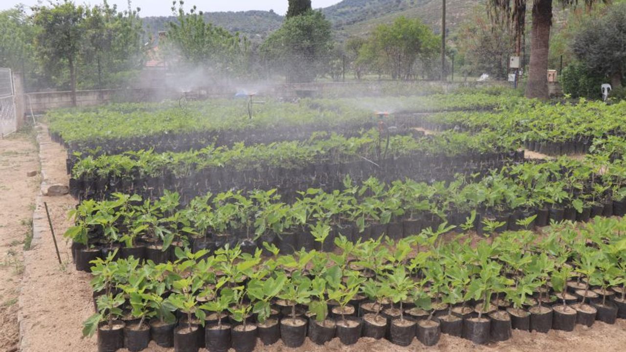 18 bin fidan toprakla buluşacak