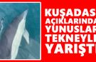 Kuşadası açıklarında yunuslar tekneyle yarıştı