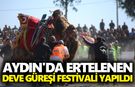 Aydın'da ertelenen deve güreşi festivali yapıldı