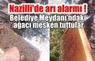 Nazilli'de arı alarmı!
