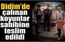 Didim’de küçükbaş hırsızlığına geçit yok