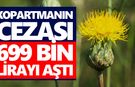 Aydın’da endemik bitki 2026 yılının ilk çiçeğini açtı! Kopartmanın cezası 699 bin lirayı aştı