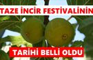 Türkiye'nin tek taze incir festivali için geri sayım başladı
