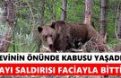 Ayı saldırısı can aldı: Evinin önünde uyurken hayatını kaybetti