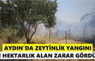 Nazilli'de zeytinlik alevlere teslim oldu
