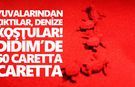 Yuvalarından çıktılar, denize koştular! Didim’de 60 caretta caretta