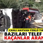 Canlı hayvan yüklü tır devrildi: Bazıları telef oldu, kaçanlar aranıyor