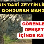 Aydın'daki zeytinlikte 53 yaşındaki adam ölü bulundu