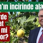 Aydın’ın incirinde kritik sezon! Üreticinin gözü şimdi fiyatta