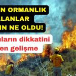 Küle dönen ormanlık alanlarda örnek çalışma