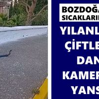 Bozdoğan