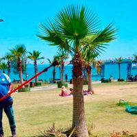 Didim