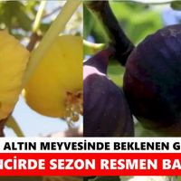 Aydın