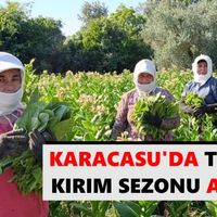 Karacasu