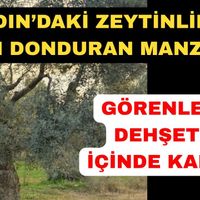 Aydın