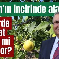 Aydın