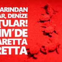 Didim