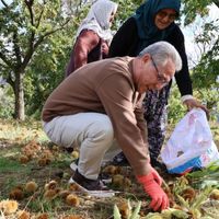 Nazilli