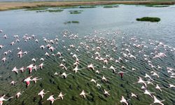 Flamingo adasının yeni sakinleri kıtalar arası uçuşa hazırlanıyor