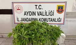 Aydın’da yasa dışı ekilen kenevirler imha edildi