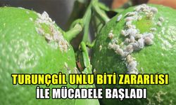 Turunçgil unlu biti zararlısı ile mücadele başladı