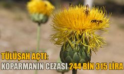 Tülüşah açtı: Koparmanın cezası 244 bin 315 lira