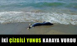 İki çizgili yunus karaya vurdu
