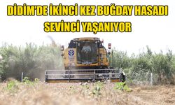 Başkan Atabay, buğday hasadına katıldı
