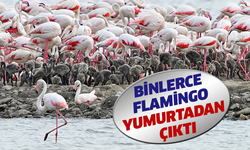 Binlerce flamingo yumurtadan çıktı