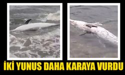 Aydın'da 2 ölü yunus karaya vurdu