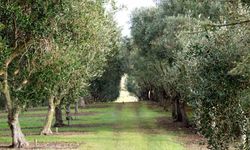 Aydın Kuyucak’ta kaçırılmayacak fırsat: Üç taşınmaz satışta