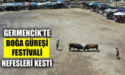 Aydın'da boğa güreşi festivali yapıldı