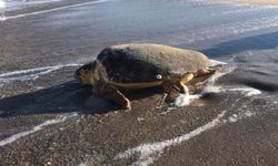 Patara kumsalındaki caretta caretta yavrularını gönüllü nöbet tutarak koruyorlar