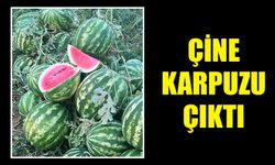 Çine karpuzu çıktı