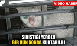 Sıkıştığı yerde bir gün mahsur kalan kedi kurtarıldı