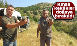 Kınalı keklikler doğaya bırakıldı