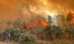 Orman yangınlarının yüzde 48'i ihmal, dikkatsizlik ve kaza sonucu çıktı