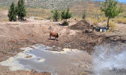 Bodrum'da yaban hayvanlarının yaşam alanlarına su takviyesi yapılıyor