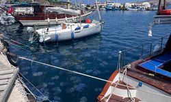 İzmir Körfezi'nde deniz anası yoğunluğu yaşanıyor