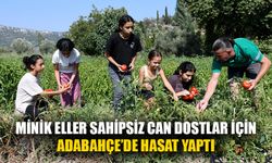 Elde ettikleri gelirle sokak hayvanlarına mama satın alacaklar