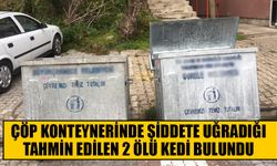 Çöp konteynerinde şiddete uğradığı tahmin edilen 2 ölü kedi bulundu